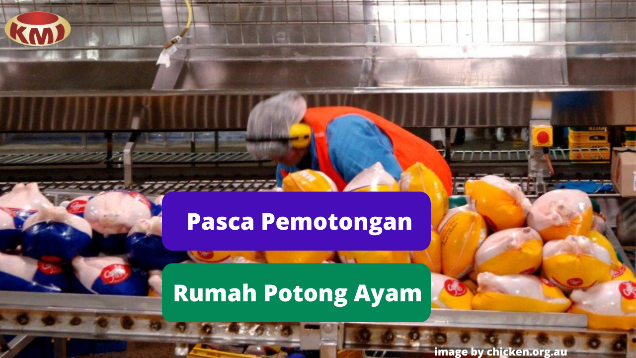 Berikut Ini 6 Tahapan Pasca Pemotongan Daging Ayam di Rumah Potong Ayam